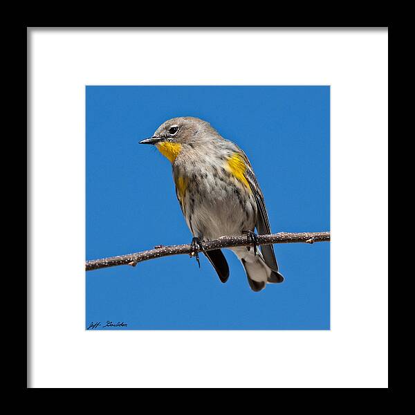 Adult Framed Print featuring the photograph Yellow-Rumped Warbler by Jeff Goulden