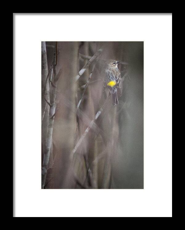 Female Framed Print featuring the photograph Yellow-rumpled Warbler by Melinda Fawver