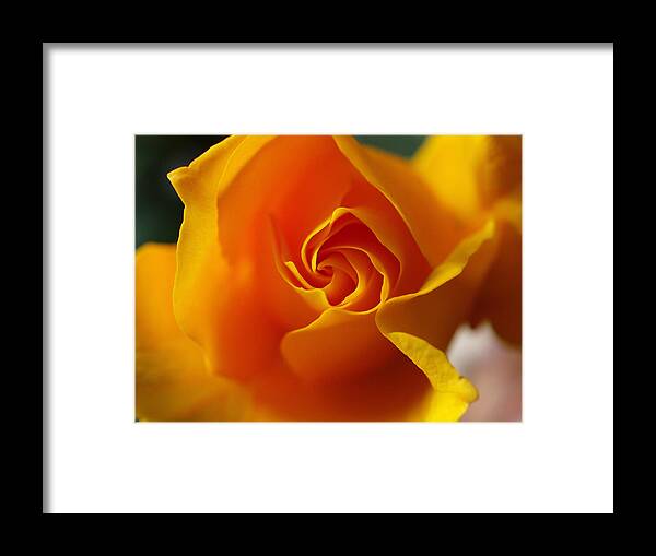 Rose Framed Print featuring the photograph Yellow Swirl by Joe Schofield