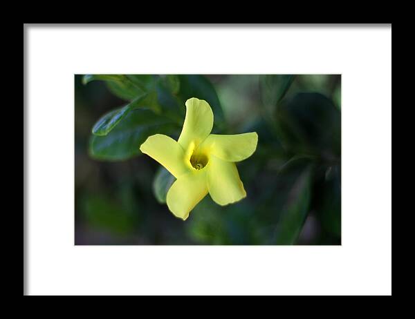 Yellow Trumpet Flower Framed Print featuring the photograph Yellow Trumpet Flower by Ramabhadran Thirupattur