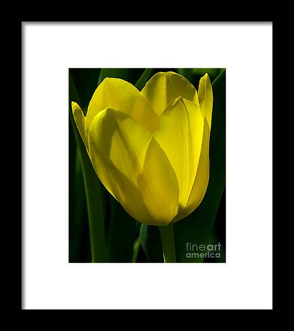Flower Framed Print featuring the photograph Yellow Tulip by Robert Suggs