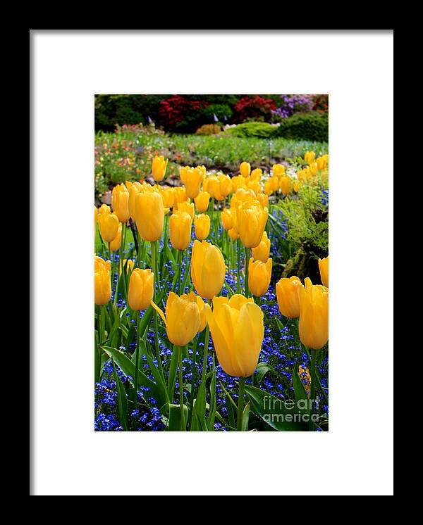 Yellow Tulips Framed Print featuring the photograph Yellow Tulips by Carol Groenen