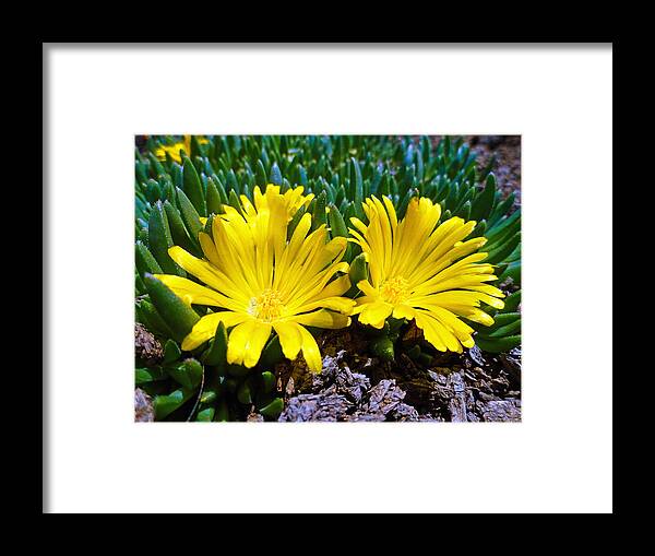 Yellow Framed Print featuring the photograph Yellow Twins by Robert Meyers-Lussier