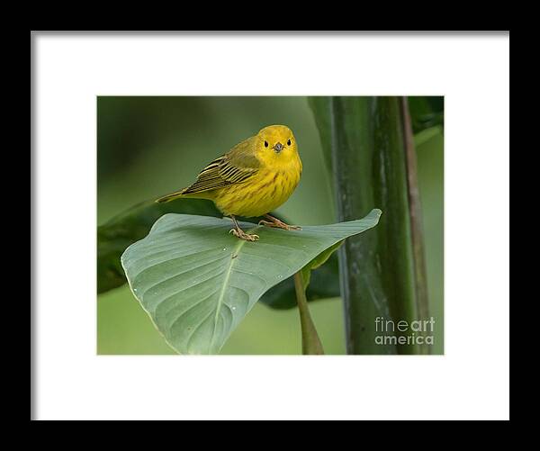 Arenal Framed Print featuring the photograph Yellow warbler by George Cathcart
