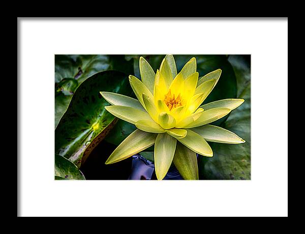 Jay Stockhaus Framed Print featuring the photograph Yellow Water Lily by Jay Stockhaus