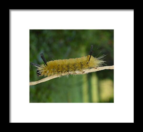 Yellow Woolly Bear Framed Print featuring the photograph Yellow Woolly Bear by Stacie Siemsen