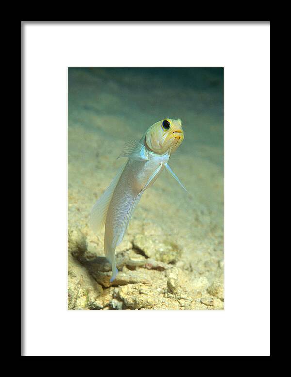 Yellowhead Jawfish Framed Print featuring the photograph Yellowhead Jawfish by Andrew J. Martinez