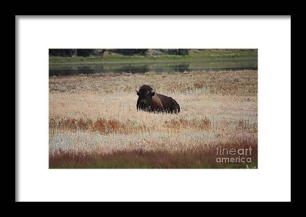 Bison Framed Print featuring the photograph Yellowstone Bison by Veronica Batterson