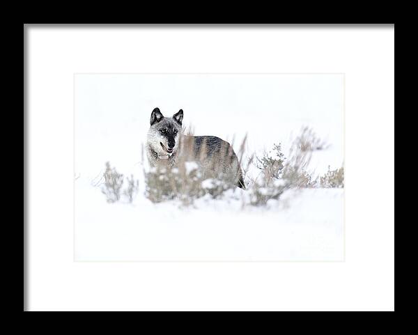Gray Wolf Framed Print featuring the photograph Yellowstone Wolf by Deby Dixon
