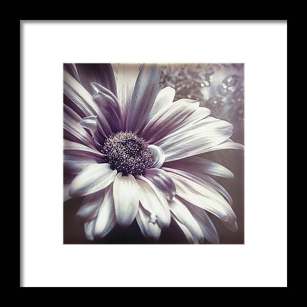 Floral Framed Print featuring the photograph Yesterday Morning by Darlene Kwiatkowski