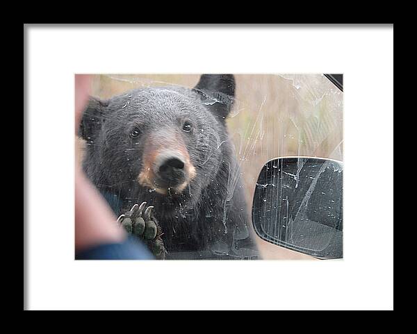 Bear Framed Print featuring the photograph O M G by Dyle  Warren