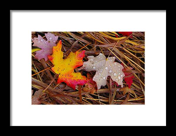 Autumn Leafs Framed Print featuring the photograph Yin Yang by David Andersen