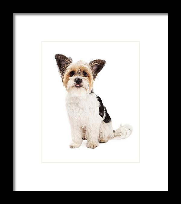 Animal Framed Print featuring the photograph Yorkshire Terrier and ShihTzu Crossbreed Sitting by Good Focused