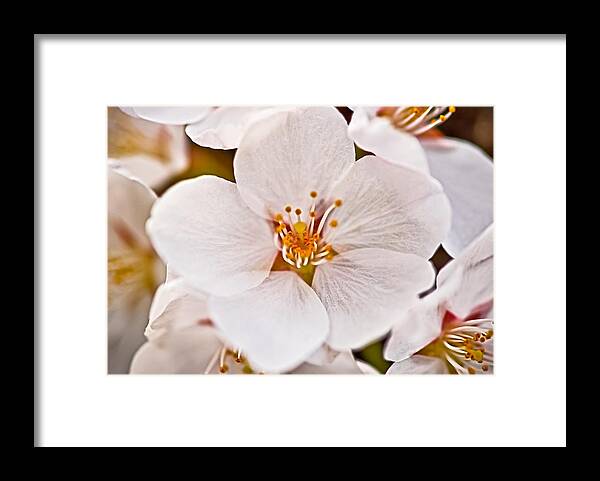 Cherry Framed Print featuring the photograph Yoshino Blossom by SCB Captures