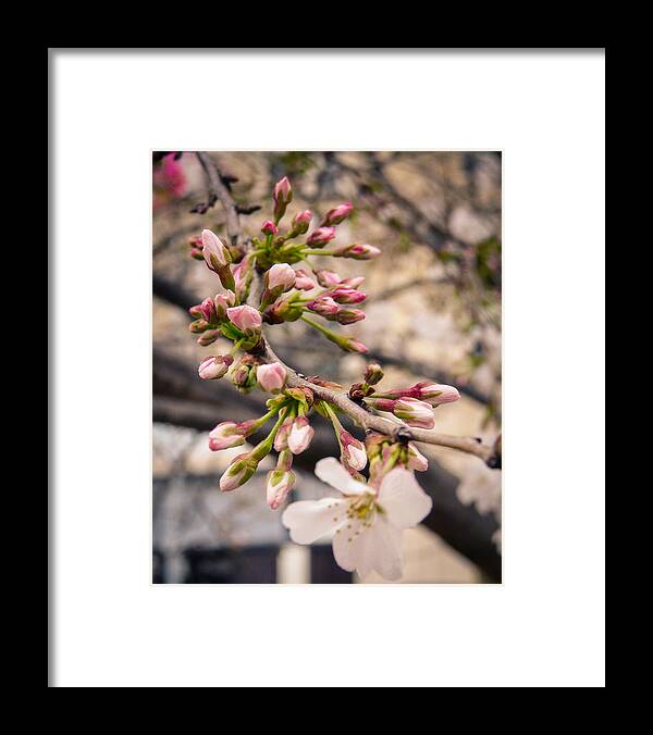 Cherry Blossoms Framed Print featuring the photograph Yoshino Cherry Blossom by Sherie LaPrade