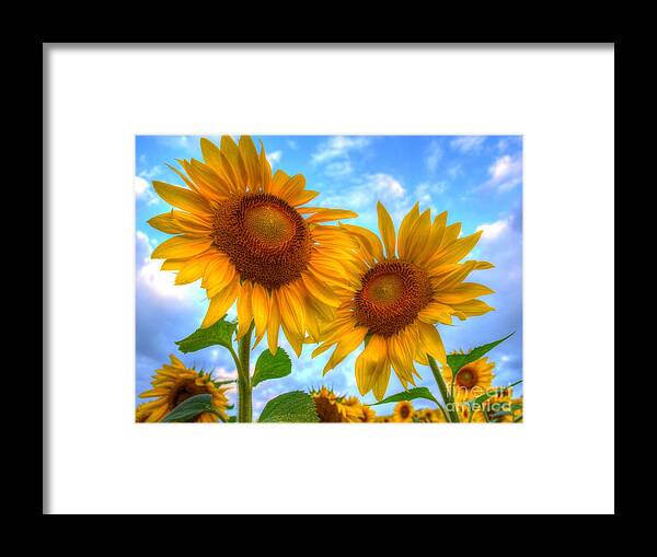 Sunflowers Framed Print featuring the photograph You are my Sunshine by Debbi Granruth