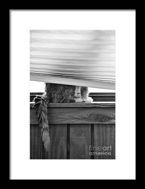 Feline Framed Print featuring the photograph You Can't See Me by Karen Slagle