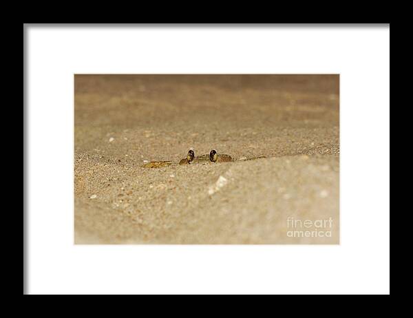 Atlantic Ghost Crab Framed Print featuring the photograph You Can't See me by Lynda Dawson-Youngclaus