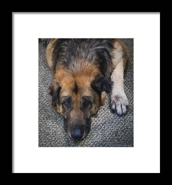 German Shepherd Framed Print featuring the photograph You Chase I'm Retired by Phil Abrams