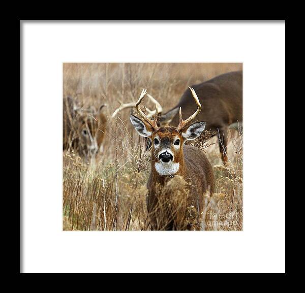 Deer Framed Print featuring the photograph You Lookin at Me? by Butch Lombardi
