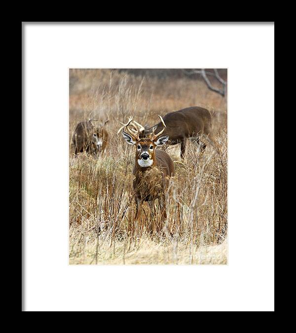 Deer Framed Print featuring the photograph You Lookin at Me II by Butch Lombardi