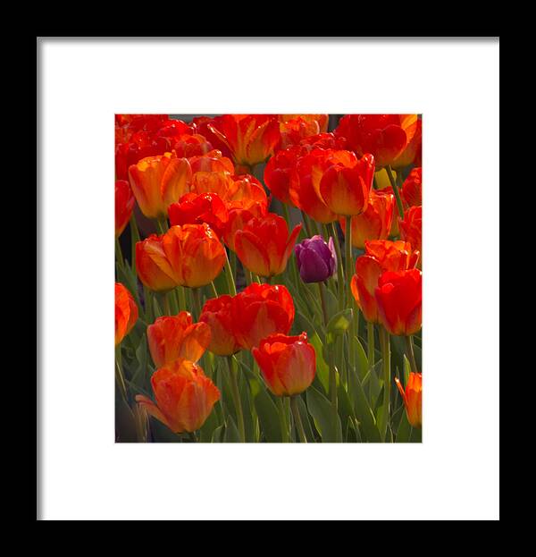 Cathy Donohoue Framed Print featuring the photograph You Stand Out in a Crowd by Cathy Donohoue