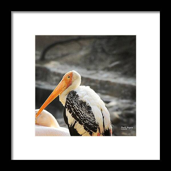Owl Framed Print featuring the photograph you Won't Get Much Done If You Only by Pratik Angara