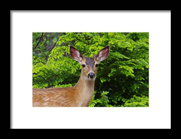 Animal Framed Print featuring the photograph Young Buck by Adria Trail