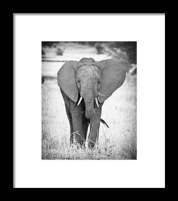 3scape Photos Framed Print featuring the photograph Young Bull Elephant by Adam Romanowicz