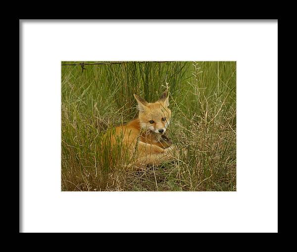Fox Framed Print featuring the photograph Young fox under the fence by Jeff Swan
