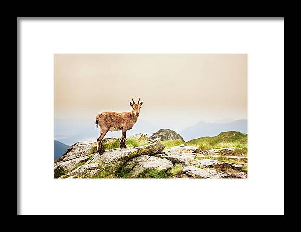 Horned Framed Print featuring the photograph Young Ibex Alpine On The Mountain by Deimagine