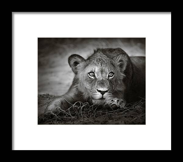Wild Framed Print featuring the photograph Young lion portrait by Johan Swanepoel