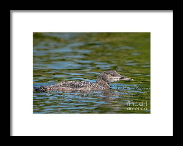 Loon Framed Print featuring the photograph Young Loon by Cheryl Baxter
