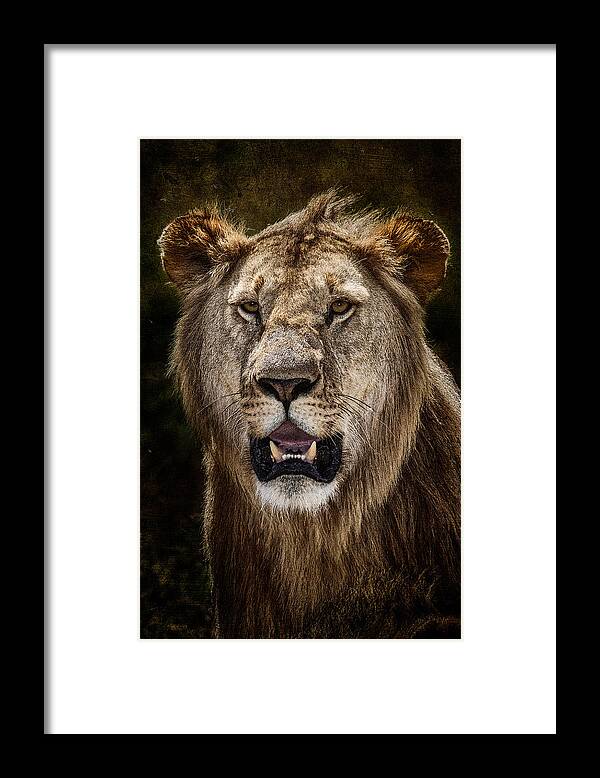 Africa Framed Print featuring the photograph Young Male Lion Texture Blend by Mike Gaudaur
