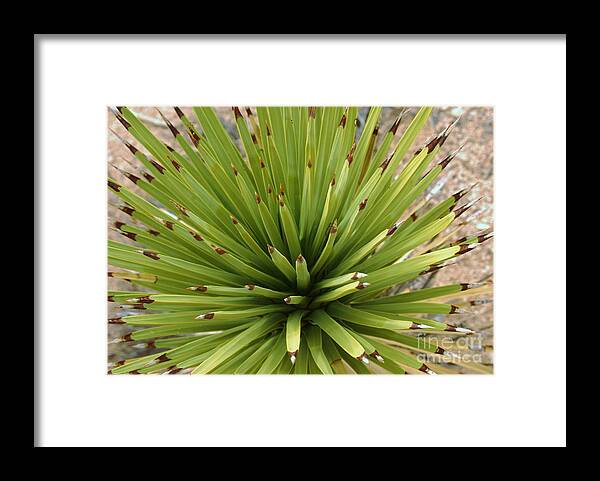 High Desert California Framed Print featuring the photograph Young Yucca by Angela J Wright