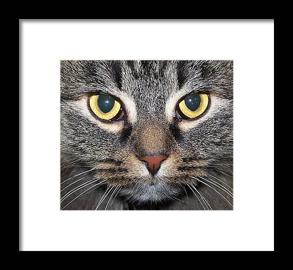 Cat Framed Print featuring the photograph Yummy Cat Eyes by Kathleen Luther