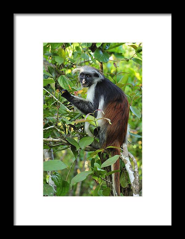 Thomas Marent Framed Print featuring the photograph Zanzibar Red Colobus In Tree Jozani by Thomas Marent