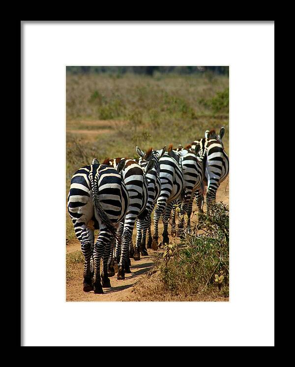 Zebra Framed Print featuring the photograph Zebra by Amanda Stadther