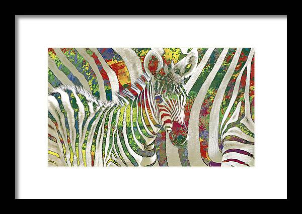 Zebras (/ˈzɛbrə/ Zeb-rə Or /ˈzi��brə/ Zee-brə)[1] Are Several Species Of African Equids (horse Family) United By Their Distinctive Black And White Stripes. Art Drawing Sharcoal.ketch Portrait Framed Print featuring the drawing Zebra art - 3 stylised drawing art poster by Kim Wang