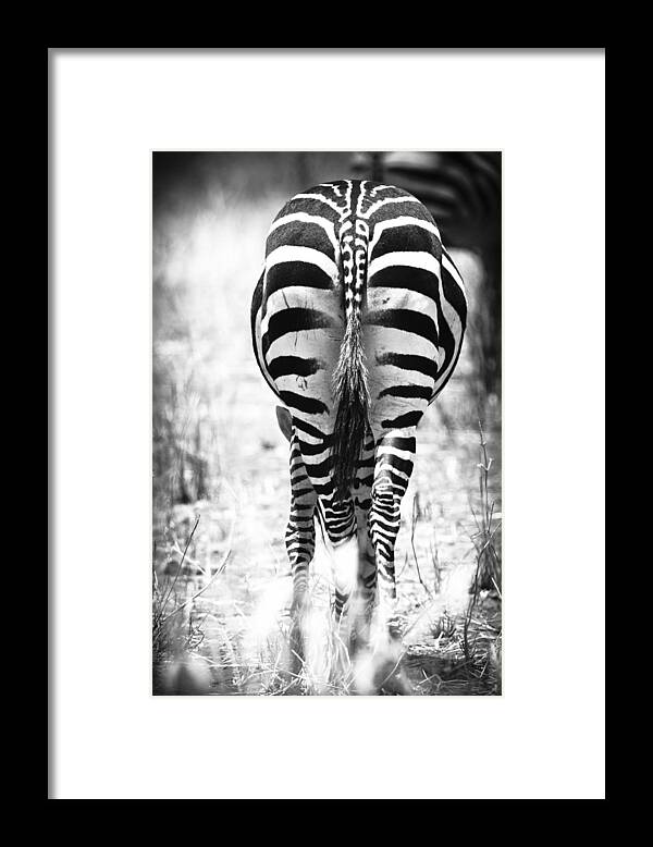 3scape Photos Framed Print featuring the photograph Zebra Butt by Adam Romanowicz