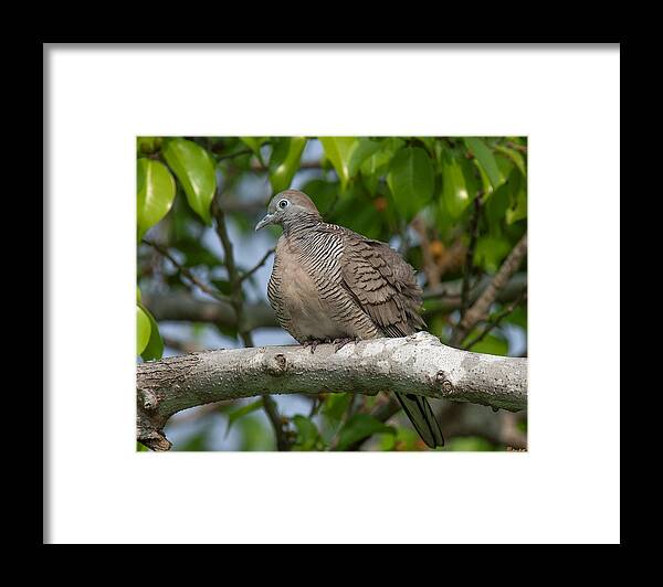 Nature Framed Print featuring the photograph Zebra Dove or Barred Ground Dove DTHN0054 by Gerry Gantt