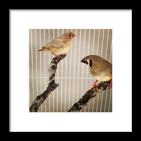 Bird Framed Print featuring the photograph Zebra Finches by Christy Beckwith