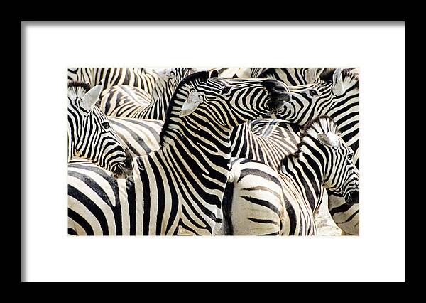 Wildlife Framed Print featuring the photograph Zebra gathering by Dennis Cox