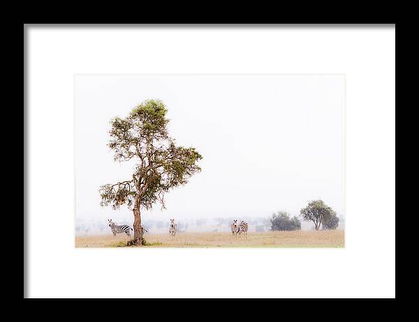 Africa Framed Print featuring the photograph Zebra In The Mist by Mike Gaudaur