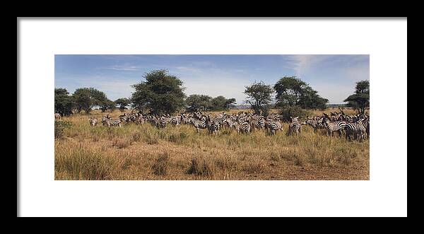 Zebra Framed Print featuring the photograph Zebra by Joseph G Holland