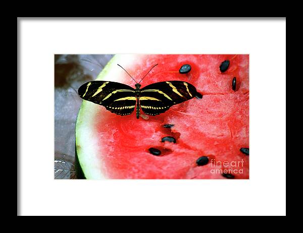 Butterfly Framed Print featuring the photograph Zebra Longwing Butterfly on Watermelon slice by William Kuta