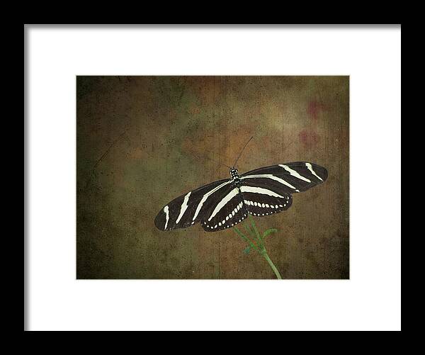 Zebra Framed Print featuring the photograph Zebra Longwing Butterfly-1 by Rudy Umans
