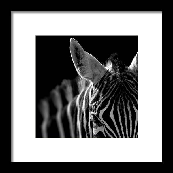 Zebra Framed Print featuring the photograph Portrait of Zebra in black and white by Lukas Holas