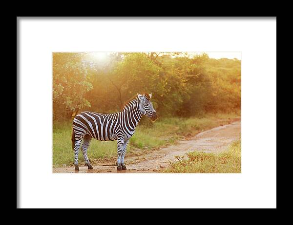 Tropical Rainforest Framed Print featuring the photograph Zebra by Luoman