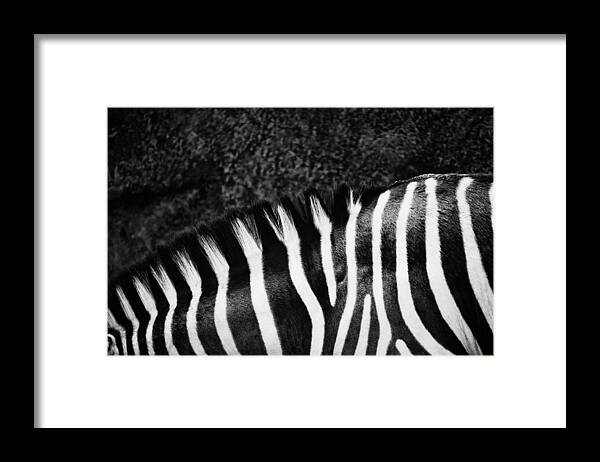 Nature Framed Print featuring the photograph Zebra Stripes by Joan Herwig